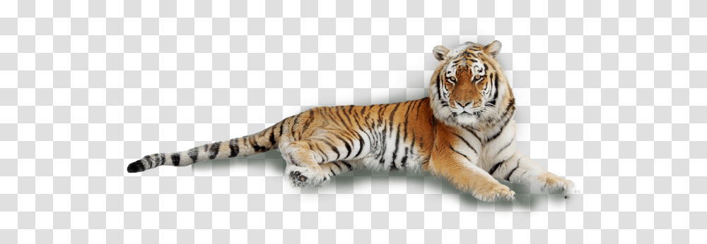 Angry Tiger Tiger Laying Down White Background Tiger Lying Down, Wildlife, Mammal Transparent Png