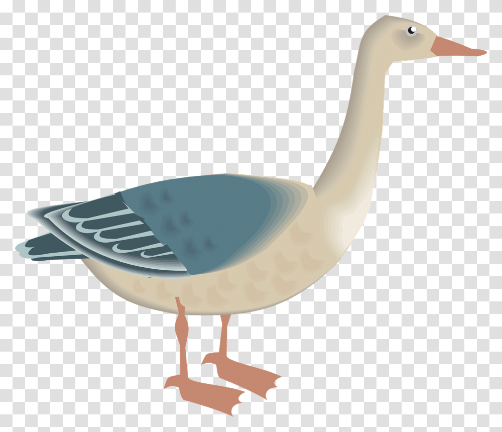 Angsa, Goose, Bird, Animal, Beak Transparent Png