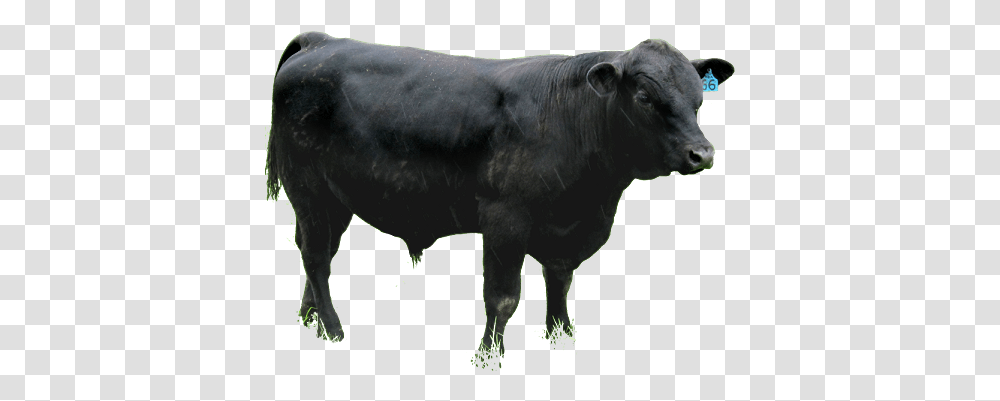 Angus Cattle Angus, Bull, Mammal, Animal, Cow Transparent Png