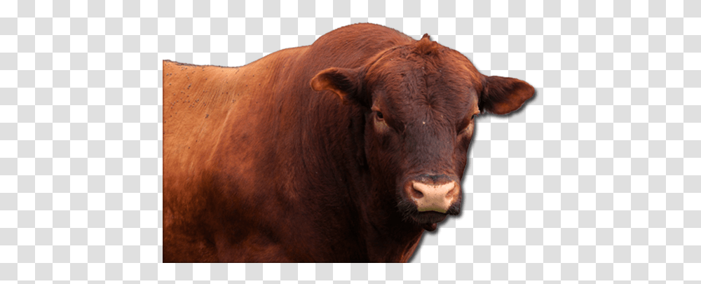 Angus Cattle Bull, Mammal, Animal, Cow, Ox Transparent Png