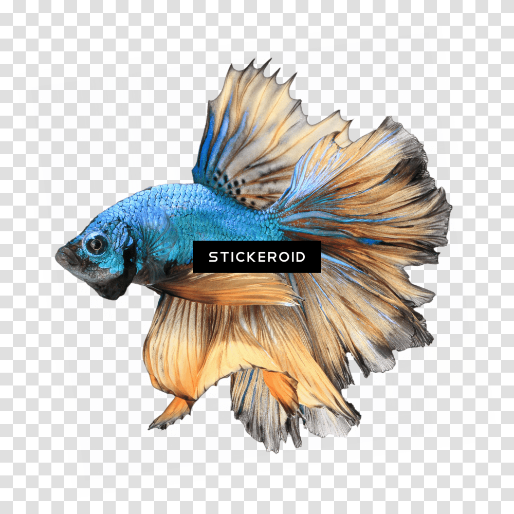 Anim Betta Download Fish Free, Bird, Animal, Water, Aquatic Transparent Png