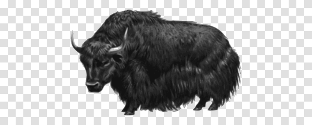 Animal Nature, Mammal, Buffalo, Wildlife Transparent Png