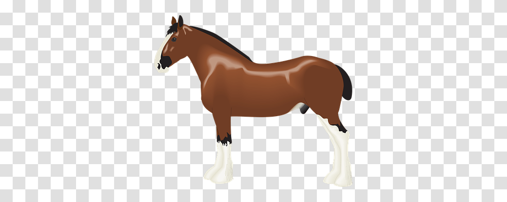 Animal Animals, Colt Horse, Mammal, Stallion Transparent Png