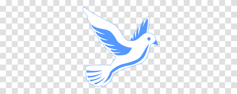 Animal Bird, Dove, Pigeon Transparent Png