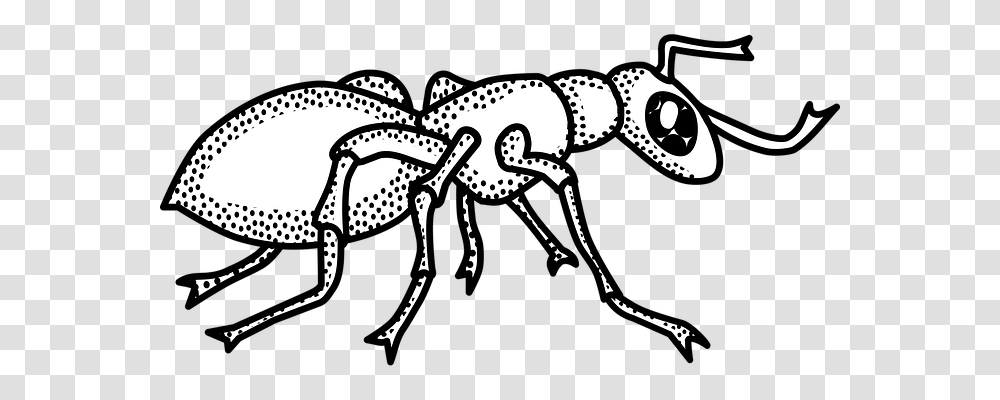 Animal Animals, Ant, Insect, Invertebrate Transparent Png