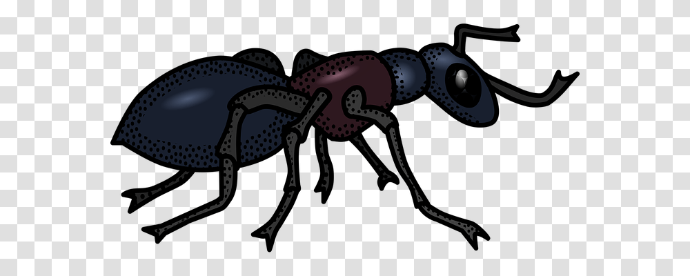 Animal Animals, Invertebrate, Insect, Ant Transparent Png