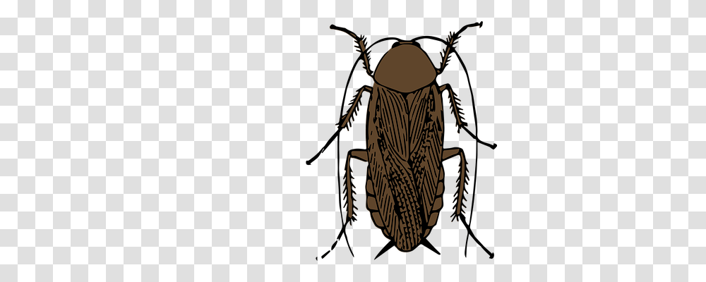 Animal Animals, Insect, Invertebrate, Dung Beetle Transparent Png