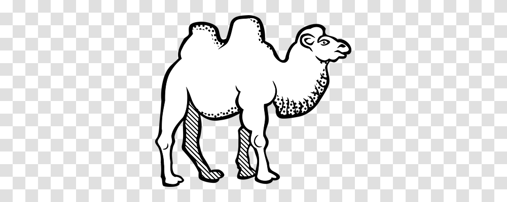 Animal Animals, Camel, Mammal Transparent Png