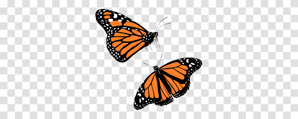Animal Nature, Monarch, Butterfly, Insect Transparent Png