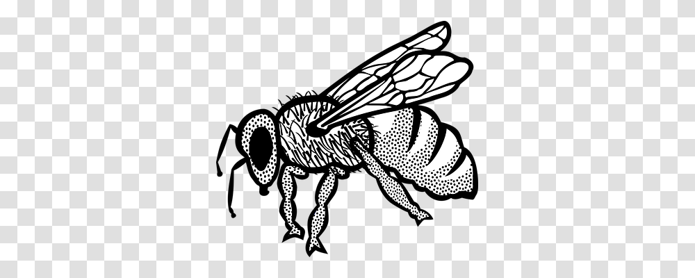 Animal Animals, Wasp, Bee, Insect Transparent Png