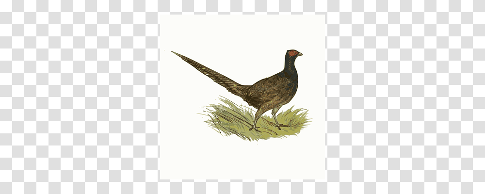 Animal Bird, Grouse, Partridge, Pheasant Transparent Png