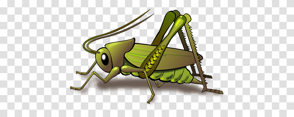 Animal Nature, Grasshopper, Insect, Invertebrate Transparent Png