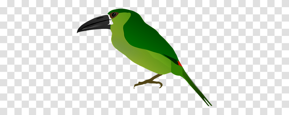 Animal Nature, Beak, Bird, Parakeet Transparent Png