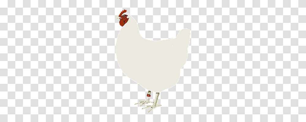 Animal Animals, Hen, Chicken, Poultry Transparent Png
