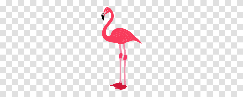 Animal Animals, Flamingo, Bird, Lamp Transparent Png