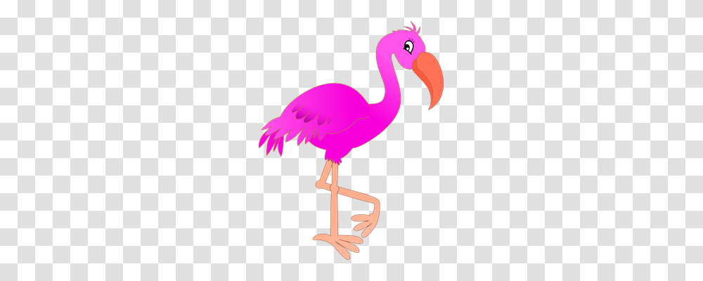 Animal Animals, Beak, Bird, Flamingo Transparent Png