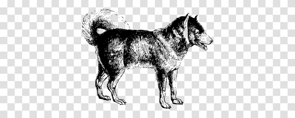 Animal Animals, Gray, World Of Warcraft Transparent Png