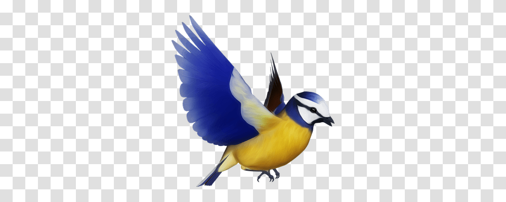 Animal Animals, Bird, Bluebird, Jay Transparent Png