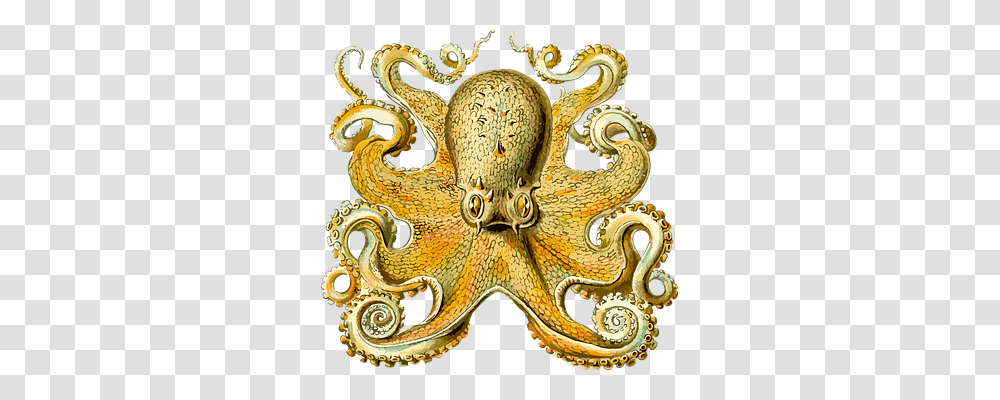 Animal Nature, Octopus, Invertebrate, Sea Life Transparent Png