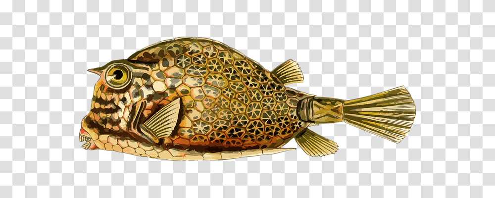 Animal Nature, Fish, Sea Life, Puffer Transparent Png