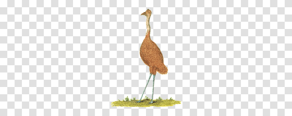 Animal Animals, Crane Bird, Waterfowl, Heron Transparent Png