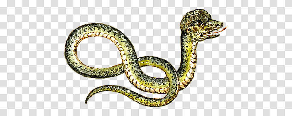 Animal Animals, Snake, Reptile, Anaconda Transparent Png