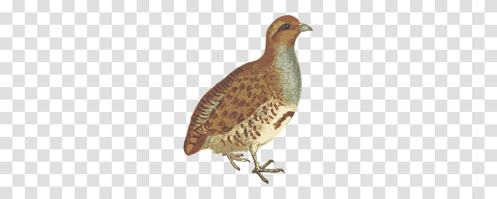 Animal Animals, Bird, Duck, Anseriformes Transparent Png