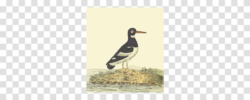Animal Bird, Beak, Magpie, Waterfowl Transparent Png