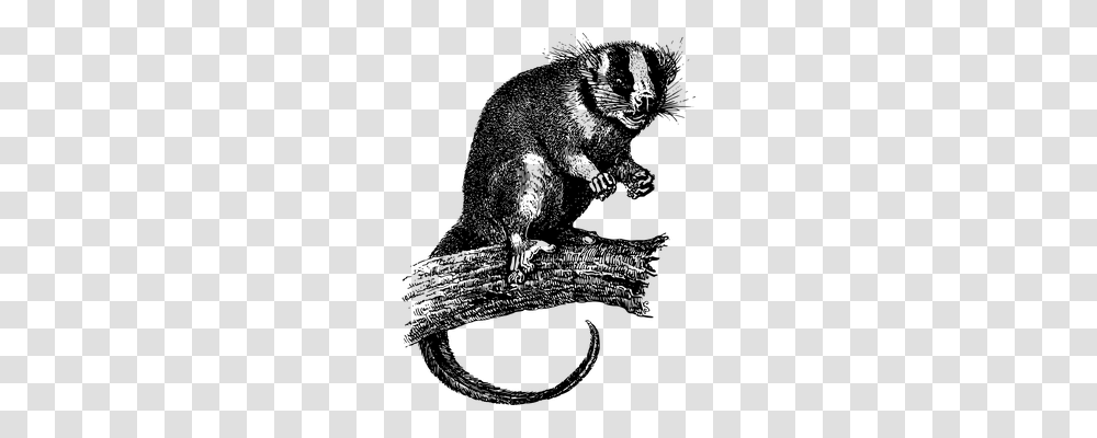 Animal Animals, Gray, World Of Warcraft Transparent Png