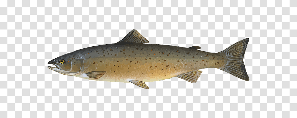 Animal Holiday, Trout, Fish, Coho Transparent Png