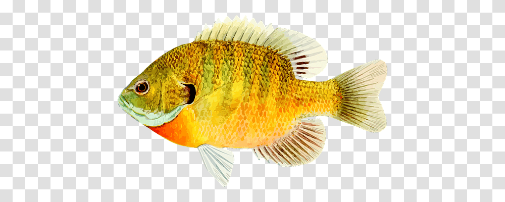 Animal Holiday, Fish, Perch Transparent Png