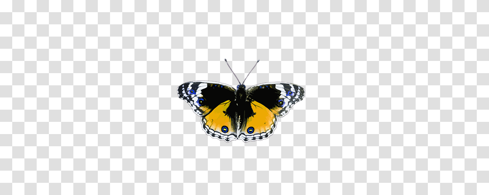 Animal Animals, Insect, Invertebrate, Butterfly Transparent Png