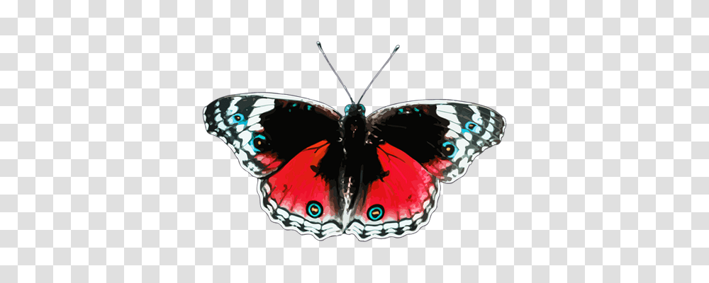 Animal Animals, Butterfly, Insect, Invertebrate Transparent Png