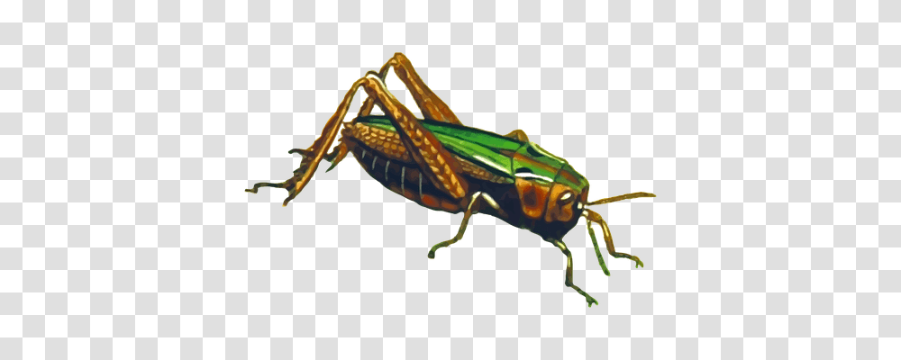 Animal Animals, Invertebrate, Insect, Grasshopper Transparent Png