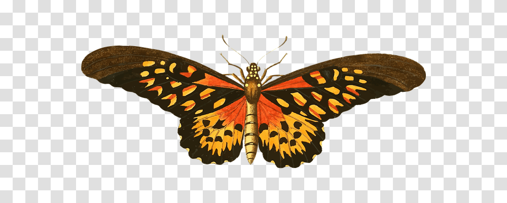 Animal Animals, Insect, Invertebrate, Butterfly Transparent Png