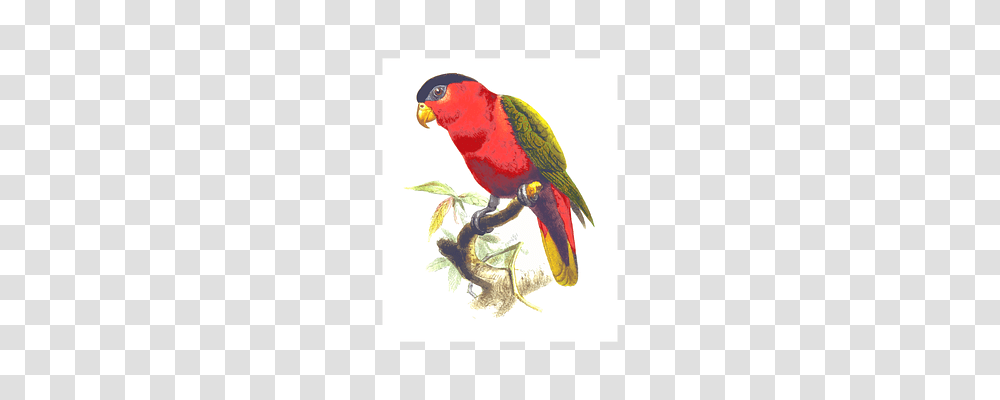 Animal Animals, Bird, Parrot, Parakeet Transparent Png
