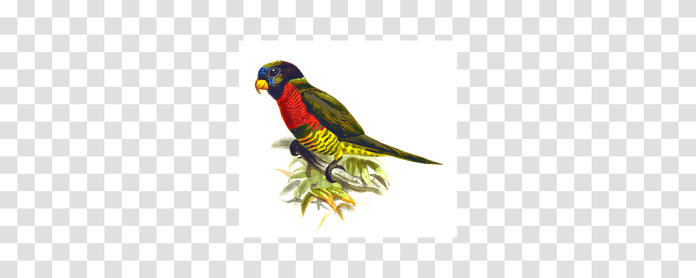 Animal Bird, Parrot, Parakeet, Beak Transparent Png