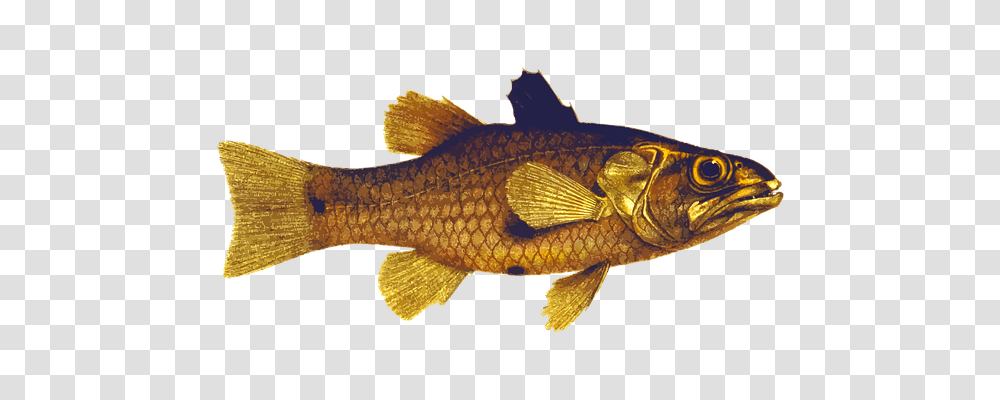 Animal Holiday, Fish, Perch, Carp Transparent Png