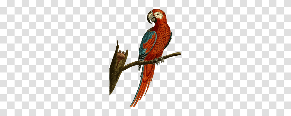 Animal Animals, Parrot, Bird, Macaw Transparent Png