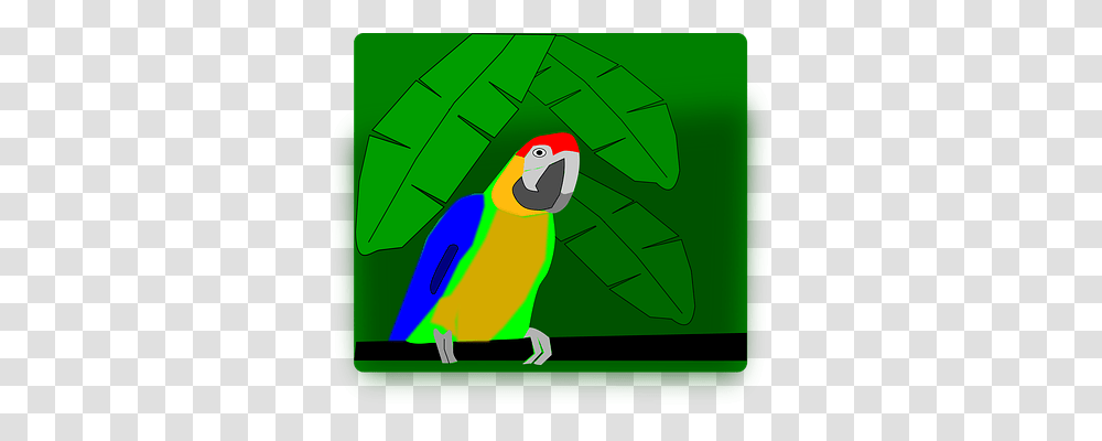 Animal Nature, Bird, Parrot, Parakeet Transparent Png