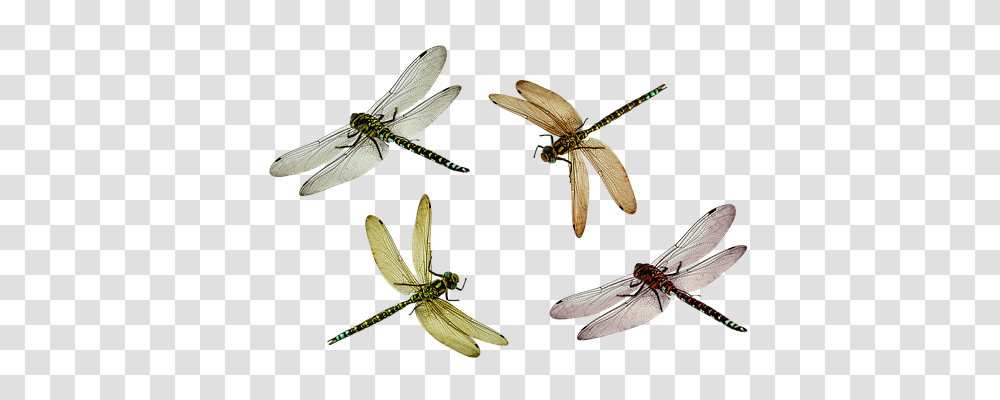 Animal Nature, Dragonfly, Insect, Invertebrate Transparent Png