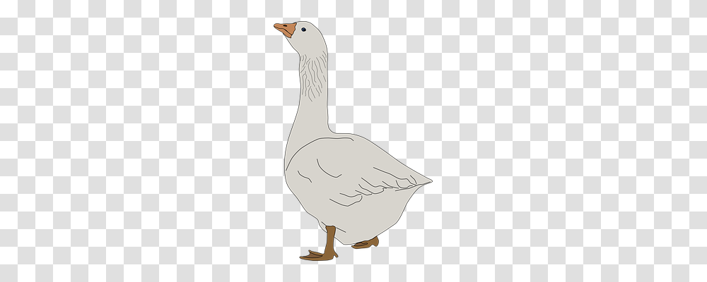 Animal Animals, Goose, Bird, Waterfowl Transparent Png