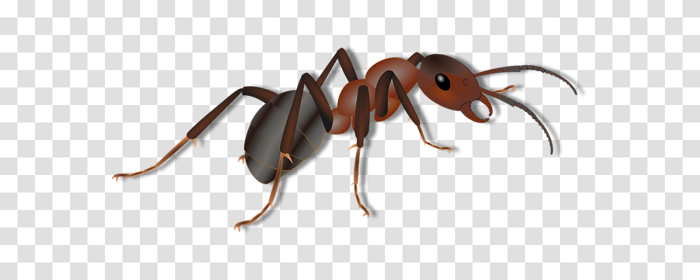 Animal Nature, Invertebrate, Insect, Ant Transparent Png
