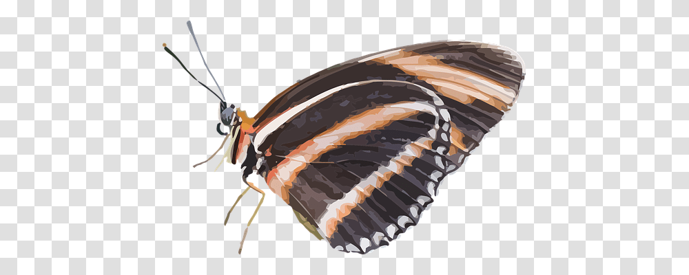 Animal Nature, Invertebrate, Butterfly, Insect Transparent Png