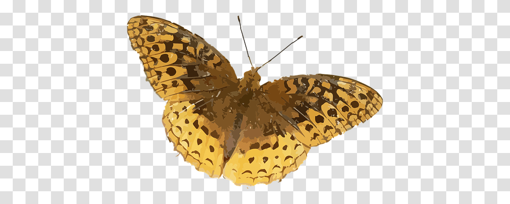 Animal Nature, Moth, Butterfly, Insect Transparent Png