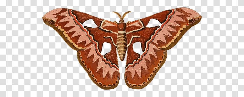 Animal Nature, Insect, Invertebrate, Butterfly Transparent Png