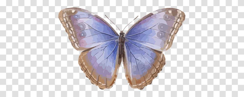 Animal Nature, Insect, Invertebrate, Butterfly Transparent Png