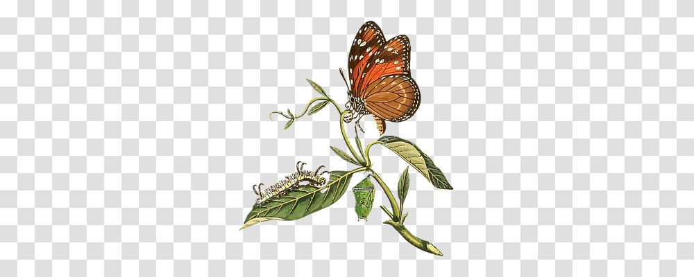Animal Nature, Insect, Invertebrate, Monarch Transparent Png