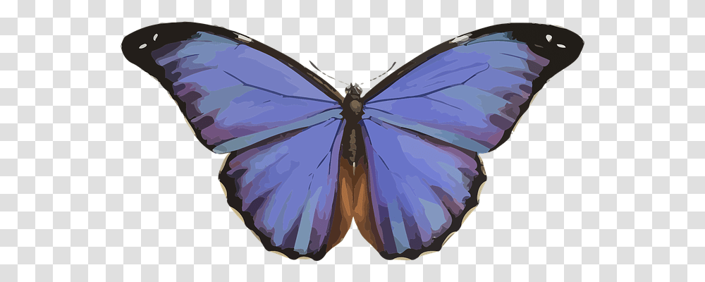 Animal Nature, Purple, Pattern, Insect Transparent Png