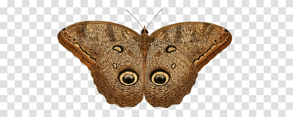 Animal Nature, Butterfly, Insect, Invertebrate Transparent Png